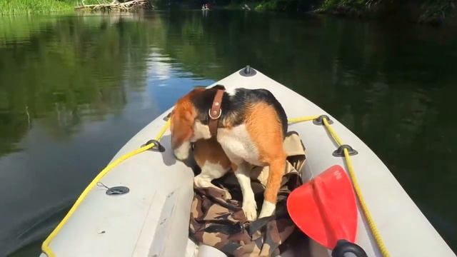 Поход на байдарках. Северский Донец. Лето 2017. Собака бигль ловит оводов!!!! смотреть онлайн
