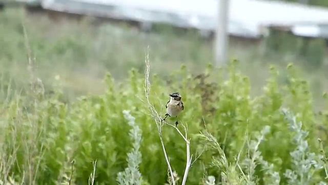 Луговой чекан(она) - 2 смотреть онлайн