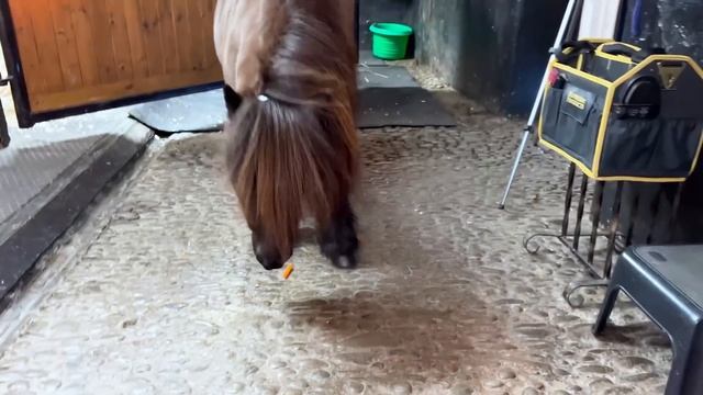 Ночь в отель с настоящей пони смотреть онлайн