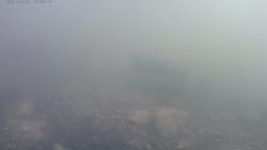Черепахи в озере