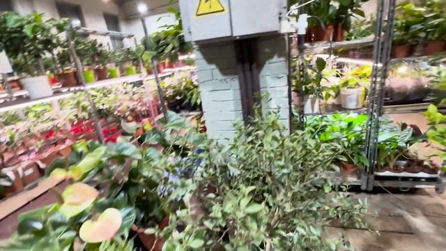 Прогулка по Цитрус Микс, небольшой обзор растений, #комнатныерастения #цитрусовые