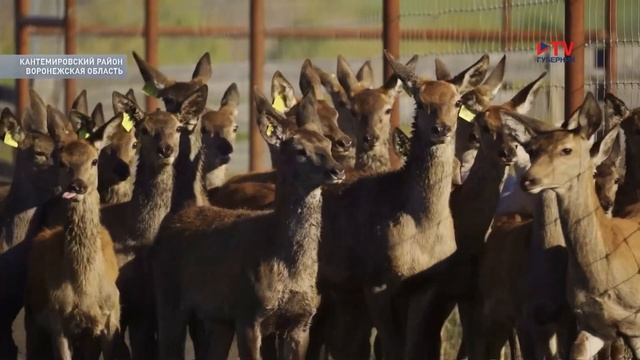 Зачем в Воронежской области выращивают благородных оленей и почему им спиливают рога