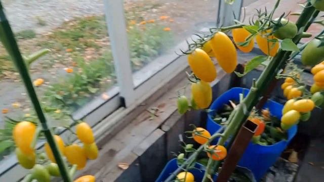 Томаты в канистрах