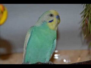 Самое веселое пение стаи волнистых попугайчиков 1 час КАК В ЛЕСУ!