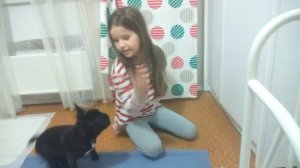 Как научить французского бульдога команде дай лапу