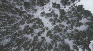 Зимний лес Белоомута с высоты птичьего полета в снегопад