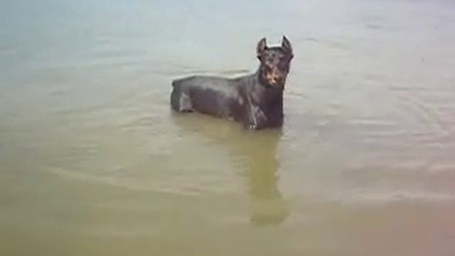 Doberman na praia-Virus смотреть онлайн
