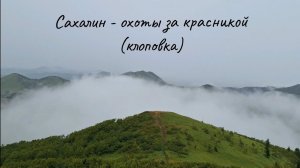 Сахалин - охота за ягодой красника#природа #сахалин #охота #ягода