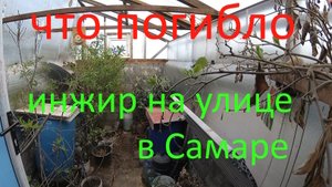 Парник из арматуры, что не проснулось в Подземной теплице.