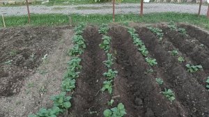 Мотоблок Агат Супер самодельные прапольники для картошки