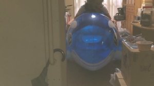 inflatable whale 3m pop