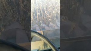 Можно ли сеять ПОДСОЛНЕЧНИК по ПОДСОЛНЕЧНИКУ??Что получилось?