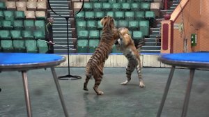 Московский цирк Никулина и укротители тигров Багдасаровы приехали в Хабаровск