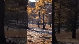 Гон Изюбря (Благородный олень)