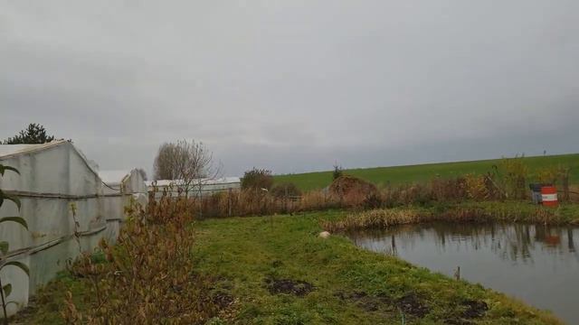 Мой пруд. Ноябрь 2020. смотреть онлайн