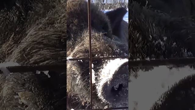 Нам в деревне зоопарк не нужен ,звери сами к нам идут домой