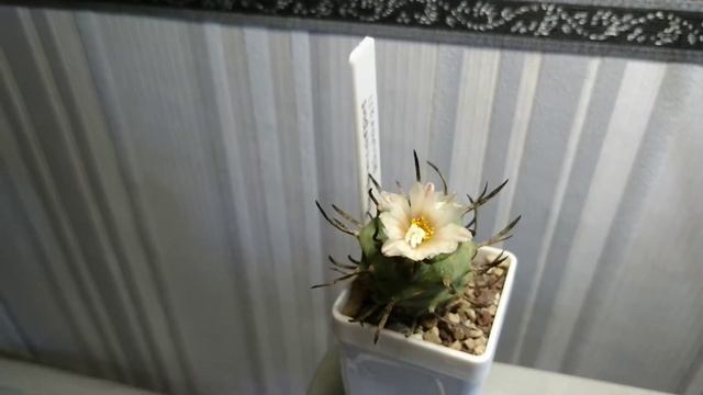 Моя матукана и турбиникарпус смотреть онлайн