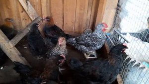 Итоги сезона 2023г - скрещивания различных пород кур.