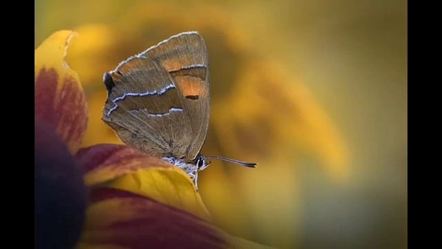 [Classical Music] Mendelssohn - Violin Concerto in E minor, op. 64 By David Oistrakh смотреть онлайн