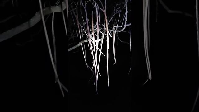 КАТАЛЬПА ночью ВЕСНОЙ. CATALPA TREE смотреть онлайн