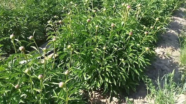 МОЙ ДАЧНЫЙ ОГОРОД│ЛУЧШИЙ ОГОРОД 2021│ДАЧНЫЙ БЛОГЕР смотреть онлайн