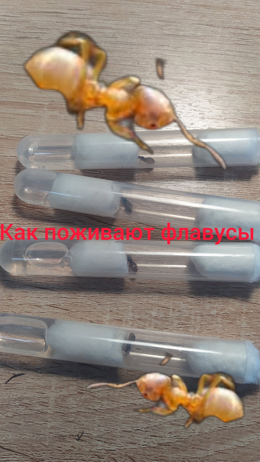 посмотрим как дела у наших маток lasius flavus смотреть онлайн