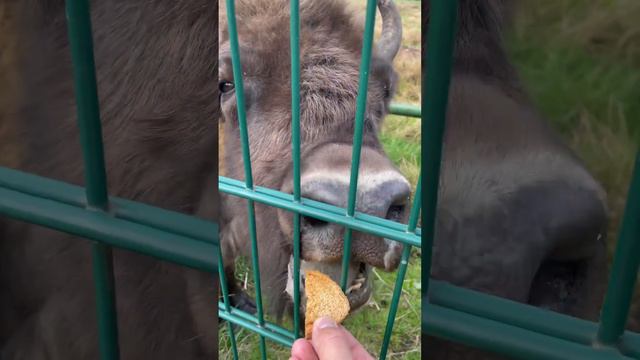 Кормлю зубра 🦬 из Беловежской пущи. Беларусь 🇧🇾