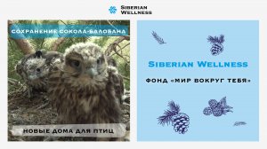 Сохранение Сокола-Балобана. Новые дома для птиц - Дуплоны!