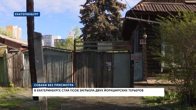 Стая собак загрызла насмерть сразу двоих