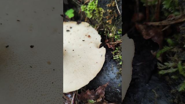 Трутовик клубненосный .Polyporus tuberaster .