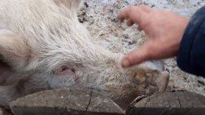 ?Свиноводство для самых ленивых.ЗИМНЕЕ ВЫРАЩИВАНИЕ СВИНЕЙ.