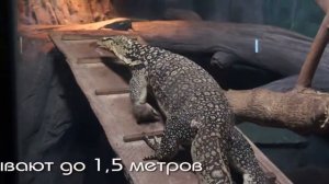 Гигантская ящерица тегу.