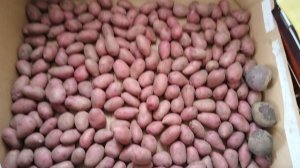 спасаю семенную  картошку 5 мая