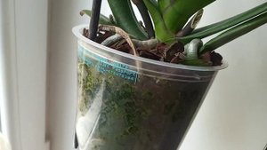 Phal.Younghome Princess.🌺Мечты сбываются !!!🌼