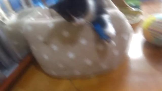 Кто такой КОТЕНОК Лаки? Говорящий кот рассказывает веселую историю. смотреть онлайн