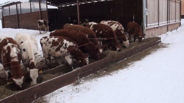 Зимнее содержание герефордов и айрширов смотреть онлайн