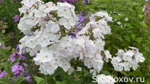 Флокс Сказание, селекции Елены Константиновой