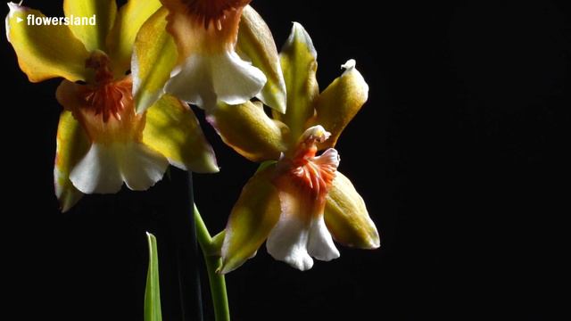 Орхидея Cambria смотреть онлайн