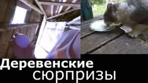 Находки из сундука и прочие сюрпризы. Появилась своя живность