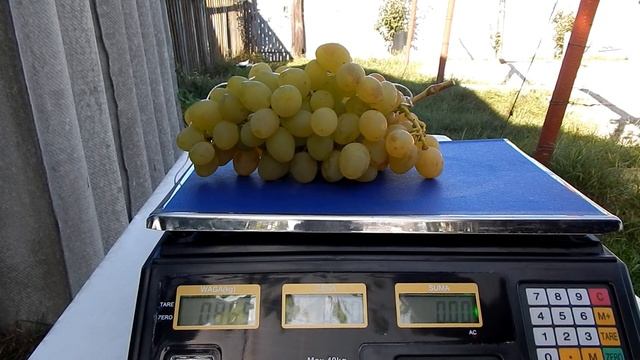 Самые большие грозди винограда, на моём участке. 2020 год. смотреть онлайн