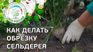Обрезка придаточных корней сельдерея. Выращивание сельдерея корневого.