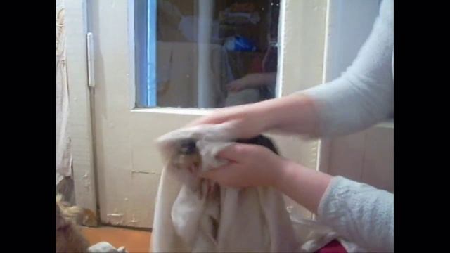 Роды у собаки смотреть онлайн