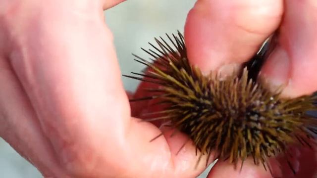 Гренландский монстр смотреть онлайн