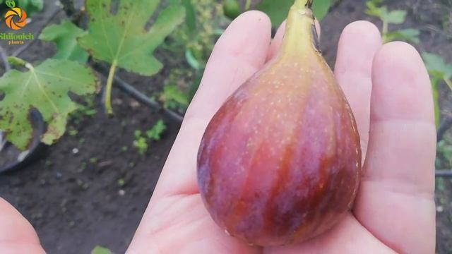 Инжир Коричневый турецкий (Brown Turkey). Бреба смотреть онлайн