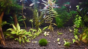 Фильтр, поток и течение в аквариуме