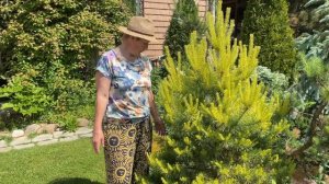 Разноцветные хвойные