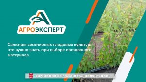 Агроэксперт помогает. Саженцы семечковых плодовых культур: что нужно знать