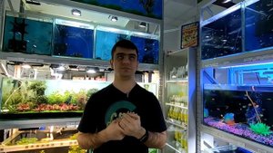Покупка первого аквариума. Основные нюансы