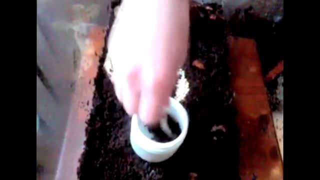 Улитка родила. Как размножаются улитки? Как ухаживать за кладкой яиц? Живой Уголок Насти
