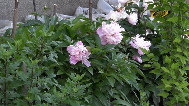 Труд – лекарство от скуки и хандры смотреть онлайн